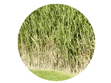 Biomass is Miscanthus or 'Elephant Grass', Wood Pellets, Wood Chips, Logs and dedicated energy crops