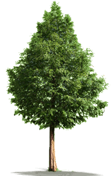 Tree for Biomass fuel