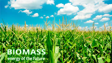 Biomass the renewable sustainable fuel of the future growing in a field